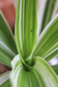 Close-up of green leaves