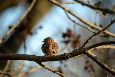 Low angle view of bird perching on branch