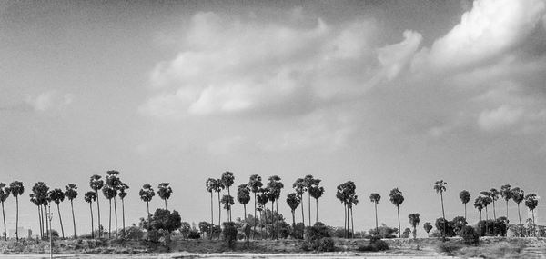 Trees on field against sky