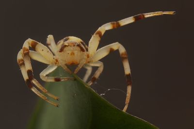 Close-up of crab on plant against black background