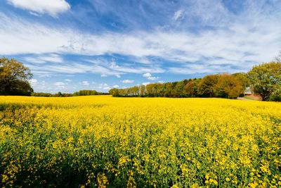 Scenic view of oilseed rape field against sky