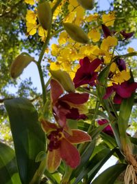 Close-up of yellow flowers blooming on tree