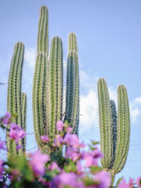 Close-up of purple flowering plants against clear sky