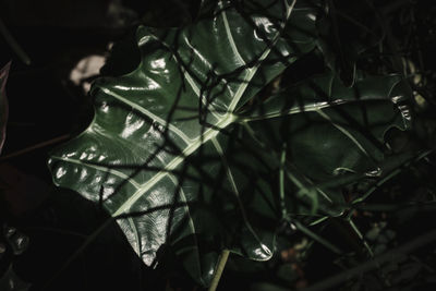 High angle view of leaves on plant