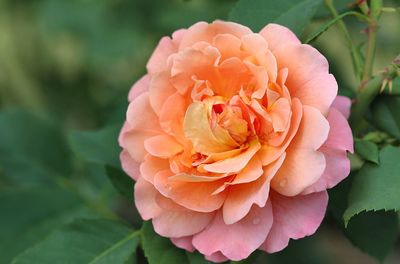 Close-up of pink rose