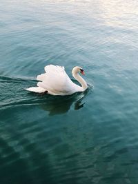 Swan swimming in lake