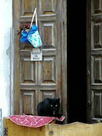 Close-up of cat by door