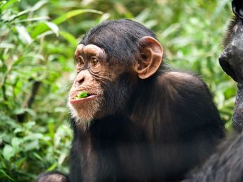 Close-up of young chimpanzee eating leaf 