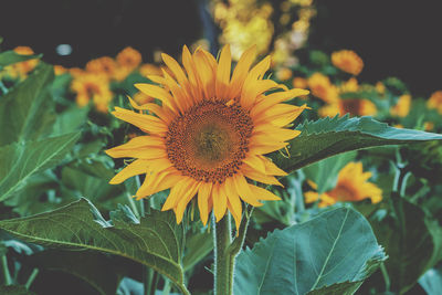 Close-up of yellow flower