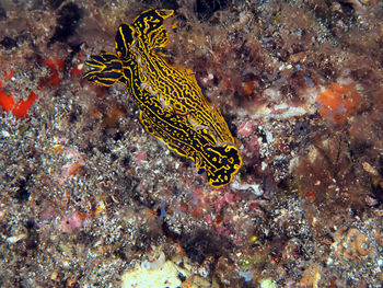 View of fish swimming in sea