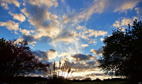 Low angle view of silhouette trees against sky during sunset