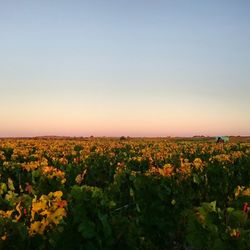 Scenic view of field against clear sky during sunset