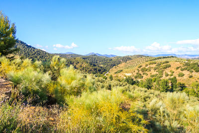 Scenic view of landscape against blue sky