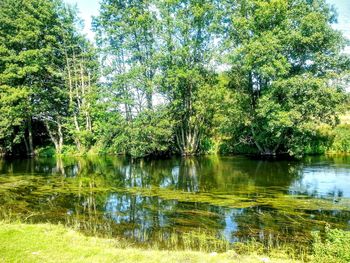 Reflection of trees in lake