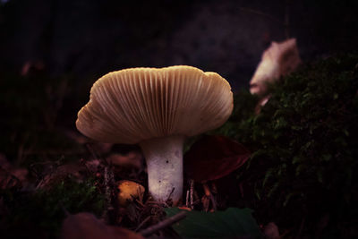 Close-up of mushroom on field