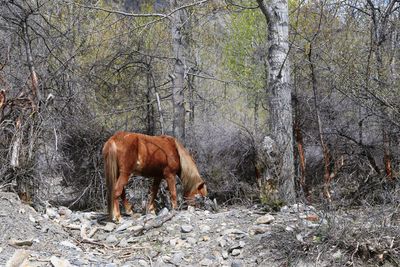 Horse standing on field in forest