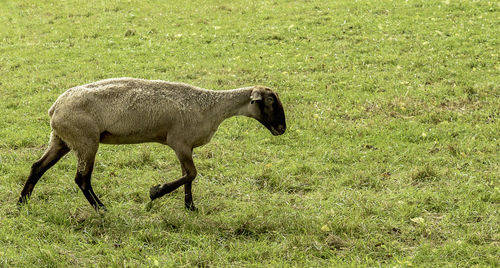 Side view of a horse on field