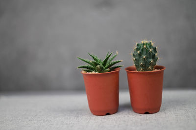 Close-up of potted plant on table