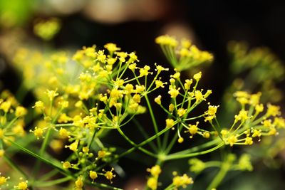 Close-up of yellow flowering plant