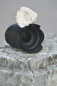 Close-up of rose