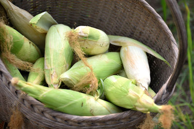 White corn or corn, rice in thailand