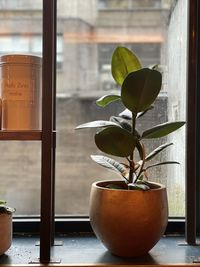 Close-up of potted plant on window sill