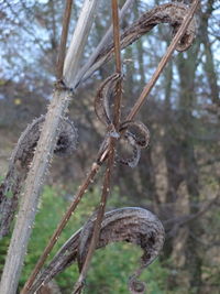 Close-up of plant against blurred background