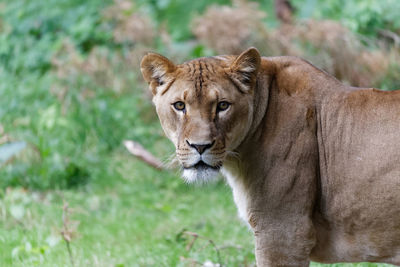 Side view portrait of lioness standing on field