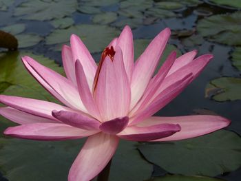 Close-up of pink water lily in lake