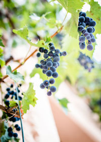 Close-up of bunch of grapes in vineyard
