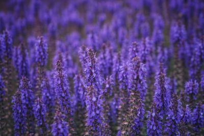 Close-up of purple flowering plants on field