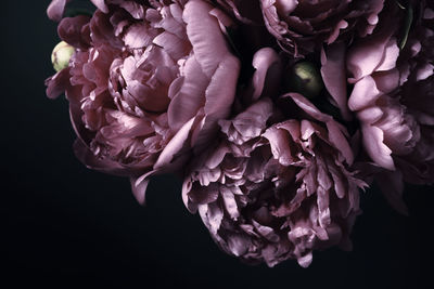 Close-up of pink rose flower against black background