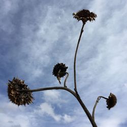 Low angle view of tree against sky