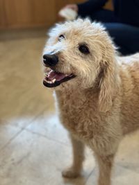 Close-up of dog standing on floor at home