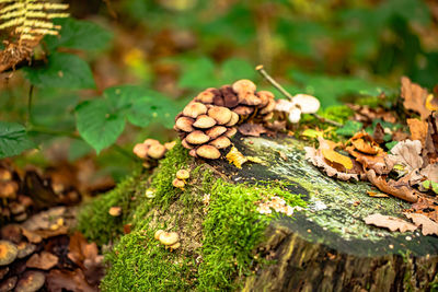 Close-up of mushrooms growing on wood
