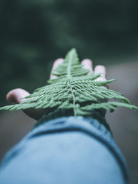 Close-up of leaf