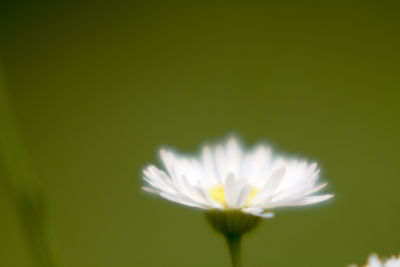 Close-up of flower blooming outdoors