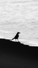 Silhouette bird perching on a beach