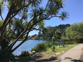 Scenic view of palm trees by lake against sky