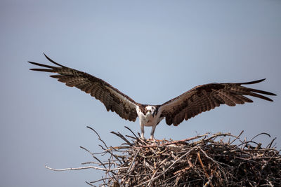 Low angle view of eagle flying against sky