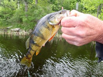 Man holding fish in water