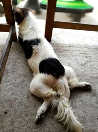 Close-up of dog relaxing at home