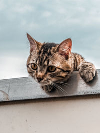 Close-up portrait of a cat looking away