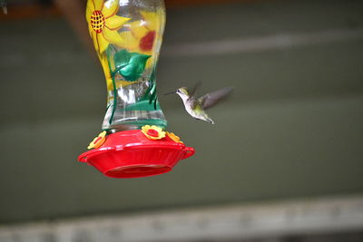 Close-up of bird flying