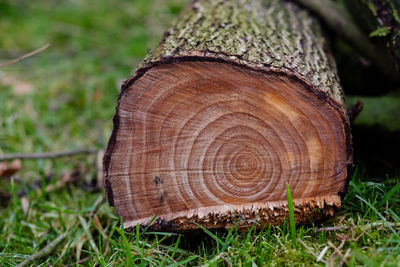 Close-up of bark on grass