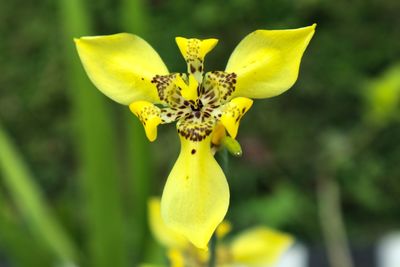 Close-up of yellow flowering plant