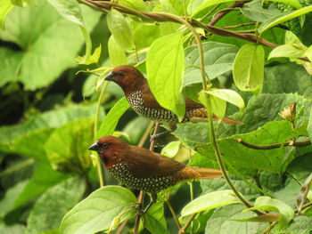 Close-up of bird perching on plant