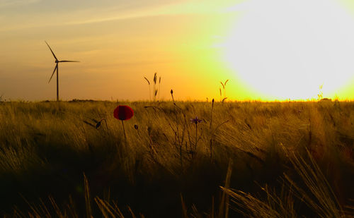 Plants growing on field against sky during sunset