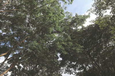 Low angle view of trees in forest against sky