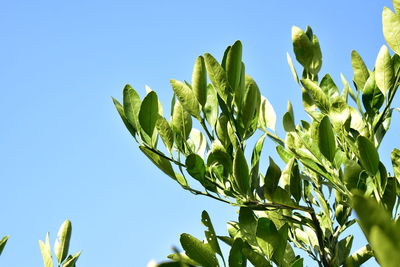 Low angle view of plant against clear blue sky